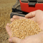 Jesús García muestra unos granos de cereal, cultivo ecológico que predomina en Soria. / V.G.-