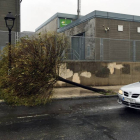 El fuerte viento derriba un árbol en Ávila-Ical