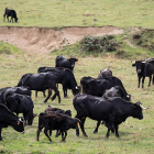 Animales de la explotación de vaca serrana en Taniñe.-GONZALO MONTESEGURO