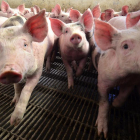 La producción de porcino es un pilar de la economía de la comarca del Moncayo-HDS