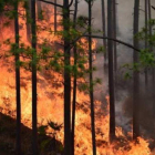 Incendio forestal en China.-AFP