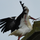 Cigüeña llevando un palito al nido.-HDS