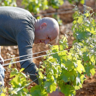 Ángel Rey, en uno de los viñedos de la bodega Los Palomares.-ICAL