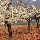 Los productores explican que el seguro que contratan para sus cosechas de fruta son algunos de los más baratos de la enorme variedad que existen para dar cobertura a la labor agraria y ganadera. / G. GONZÁLEZ