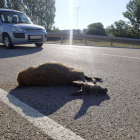 Los corzos son los responsables de ocho de cada diez accidentes de tráfico causados por animales. MARIO TEJEDOR