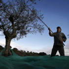 Un agricultor varea uno de los olivos en una plantación durante la recoleccción de la aceituna en la provincia de Salamanca.-- ENRIQUE CARRASCAL