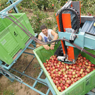 Recogida de manzanas en la finca de Nufri. / VALENTÍN GUISANDE-