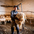 Esquilado de ovejas en Soria. MARIO TEJEDOR (29)
