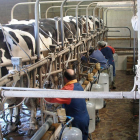 Explotación de vacuno de leche en Castilla y León.-U. de León