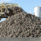 Miles de toneladas de remolacha llegan cada año a la planta de Acor en Olmedo (Valladolid).-- J. M. LOSTAU