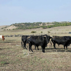 Toros de la ganadería de El Canario que se encerrarán en Cuéllar el lunes 1 de septiembre.-Rufina Galicia
