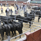 Ejemplares de la raza negra serrana en la Feria Ganadera de Soria-Valentín Guisande