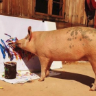 La cerda Pigcasso pintando una de sus obras en su refugio de Sudáfrica-/ @PIGCASSOHOGHERO (INSTAGRAM)