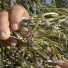 Un olivo en mal estado.-Foto: JOAN REVILLAS