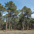 Uno de los pinares de Almazán.-V. Guisande