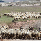 Rebaño de ovejas en Borobia. MARIO TEJEDOR