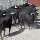 Los toros para La Saca en Valonsadero. MARIO TEJEDOR