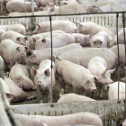 La provincia experimenta un incremento de granjas de porcino-L.A.T.