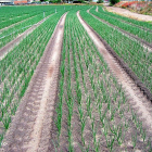 Plantación de cebollas en su estado vegetativo más vistoso, en una de las explotaciones de la Sociedad Agraria de Transformación Hormoba, con sede en la localidad abulense de Nava de Arévalo.-- HORMOBA