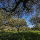 Campo de olivos en el norte de la provincia de Valencia.-MIGUEL LORENZO