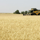 Labores de cosecha en un campo de trigo. HDS