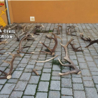 La Guardia Civil de Ávila ha imputado a dos personas que fueron sorprendidas cuando se llevaban unos 20 kilos de cuernas de ciervo de una finca de la localidad abulense de Maello-Ical
