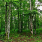 El bosque de Irati, en Navarra, uno de los hayedos mejor consevados de la Península.-MAITE CRUZ / ARCHIVO