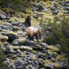 Un programa mostrará cómo convivir con los osos en Picos de Europa y la Montaña Palentina-- ICAL