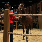 Uno de los jóvenes caballos de carrera, valorado en 1.200.000 euros, que se vendieron en la puja del domingo 16 de agosto en las cuadras de Elie de Brignac en Deauville.-Foto:   AFP / CHARLY TRIBALLEAU
