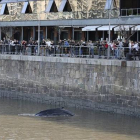 La ballena, en uno de los diques del barrio de Puerto Madero, en Buenos Aires.-Foto: EFE