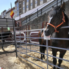 Caballo de las Fuerzas Armadas en una feria de Soria-V. GUISANDE