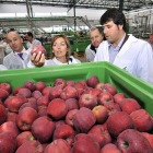 La consejera de Agricultura, Milagros Marcos, conoce el proceso de selección de las manzanas en la central de Nufri-V.G.