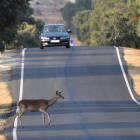 Soria es una de las provincias con mayor incidencia de accidentes por la irrupción de animales en las carreteras.-DIEGO MAYOR