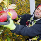 Medio centenar de trabajadores están ahora recogiendo las manzanas para poder concluir esta semana, si el tiempo lo permite. - MARIO TEJEDOR-- MARIO TEJEDOR