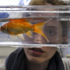 Una investigadora observa un pez en el Instituto de Neurociencias de Castilla y León-R. GRÁFICO: ENRIQUE CARRASCAL