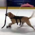 Un perro se convierte en una estrella del patinaje sobre hielo en Las Vegas.-ATLAS