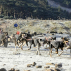 Un musher durante una prueba celebrada en la provincia.-VALENTÍN GUISANDE