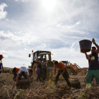 Un equipo de temporeros recoge patatas en una finca de la localidad soriana de Añavieja. / concha ortega / ical