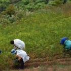 Mujeres indígenas en Bolivia cosechando hoja de coca.-AFP