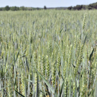 Tierras de cultivo de cereal.-A. M.