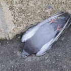 Una de las palomas aparecidas muertas en la capital. / VALENTÍN GUISANDE-