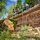 Árboles talados para las labores de la muralla del Castillo - MARIO TEJEDOR