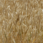 Campos de cereal en la provincia de Soria. HDS