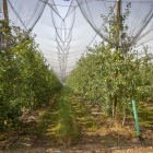 Manzanos en las plantaciones de Nufri. HDS