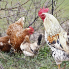 En primer término, un gallo-MARIO TEJEDOR