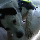 La perra de rescate Flo localiza a una supuesta víctima enterrada bajo la nieve.-MOUNTAIN RESCUE SEARCH DOGS ENGLAND