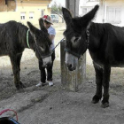 Enfermos de Alzheimer con los burros en Santa Croya de Tera. / J.F. Gamazo-