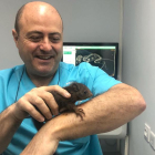 La ardilla, ya recuperada, sube por el brazo del veterinario José Luis Serrano.-HDS