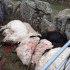 Un ataque de lobos provoca la muerte de trece ovejas en una explotación en Villamar de la Ladre (Zamora). ICAL