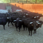 Los toros del Jueves La Saca en la finca de la provincia de Guadalajara antes de viajar a Soria-HDS